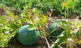 网红的瓜你们吃明白了吗,揭秘热门事件背后的真相